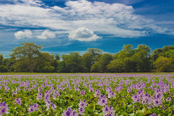 Anawilundawa Wetland Sanctuary
